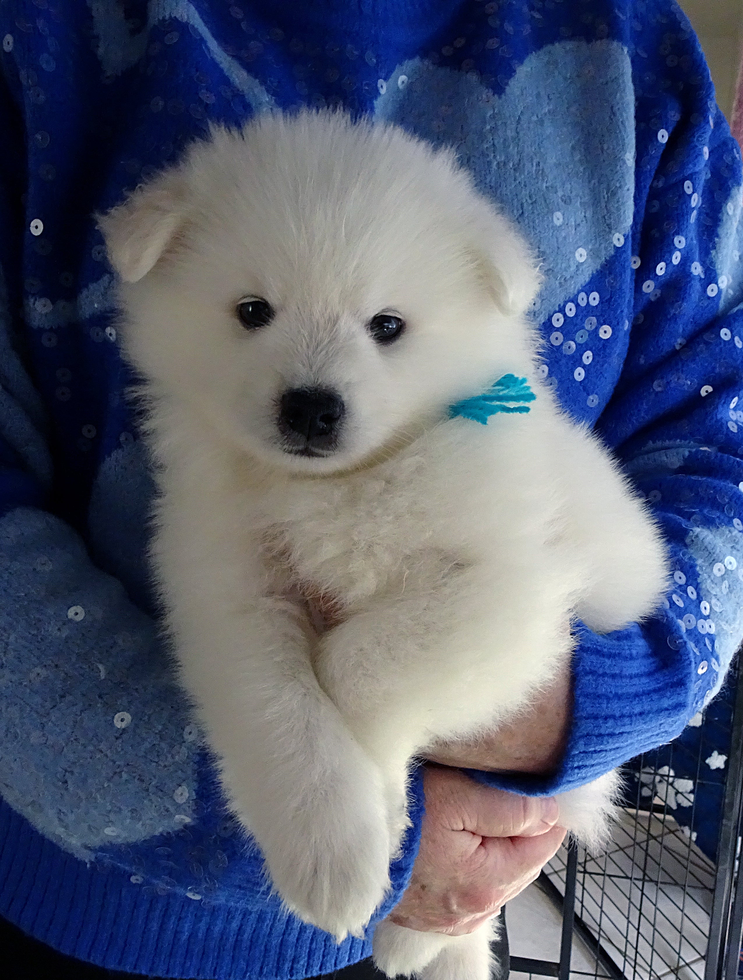 Puppies