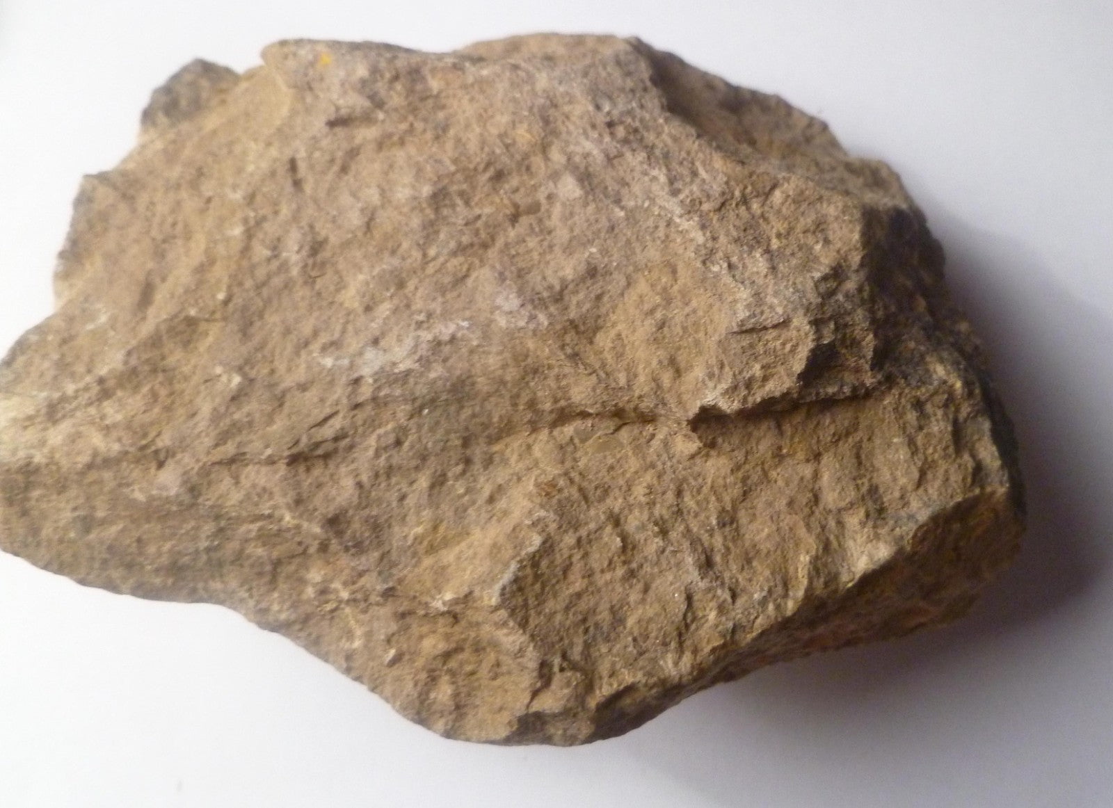74mm Quality Reedops Trilobite Fossil From The Devonian of Morocco