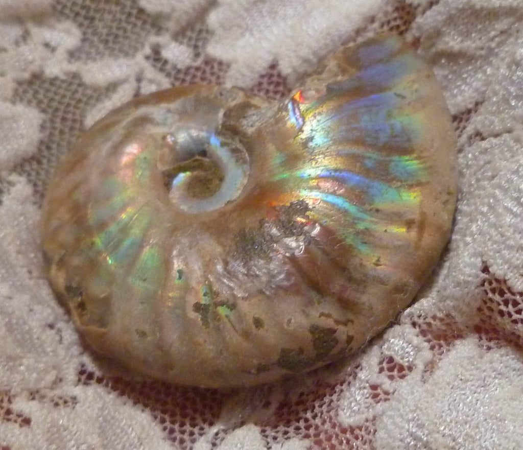 42mm Iridescent AMMONITE FOSSIL Opalized 100 million Years Madagascar
