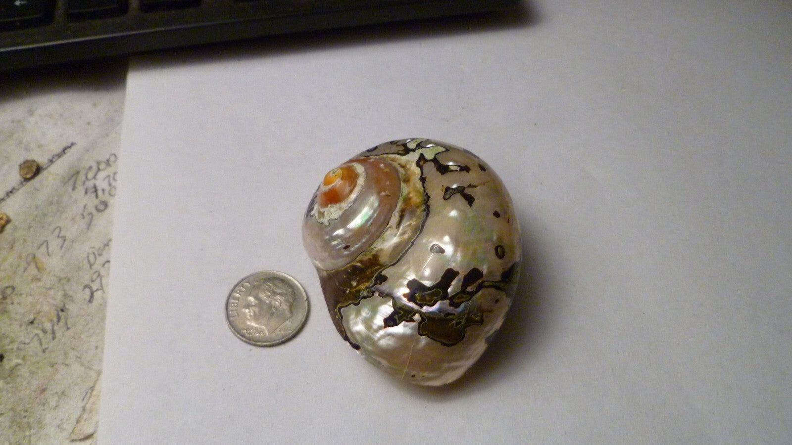SOUTH AFRICA SARMATICUS TURBO SEA SHELL HERMIT CRAB  2 1/8" Beach decor