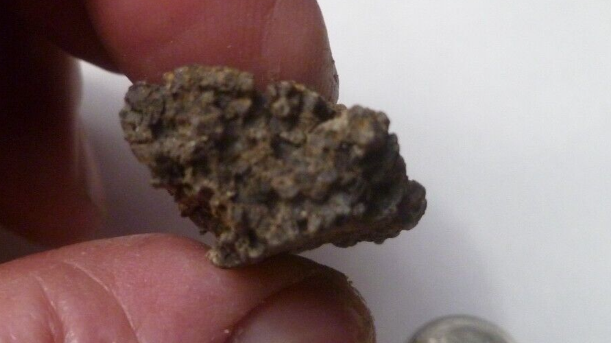 Nice Woodworthia Petrified Wood NE AZ 34x23mm
