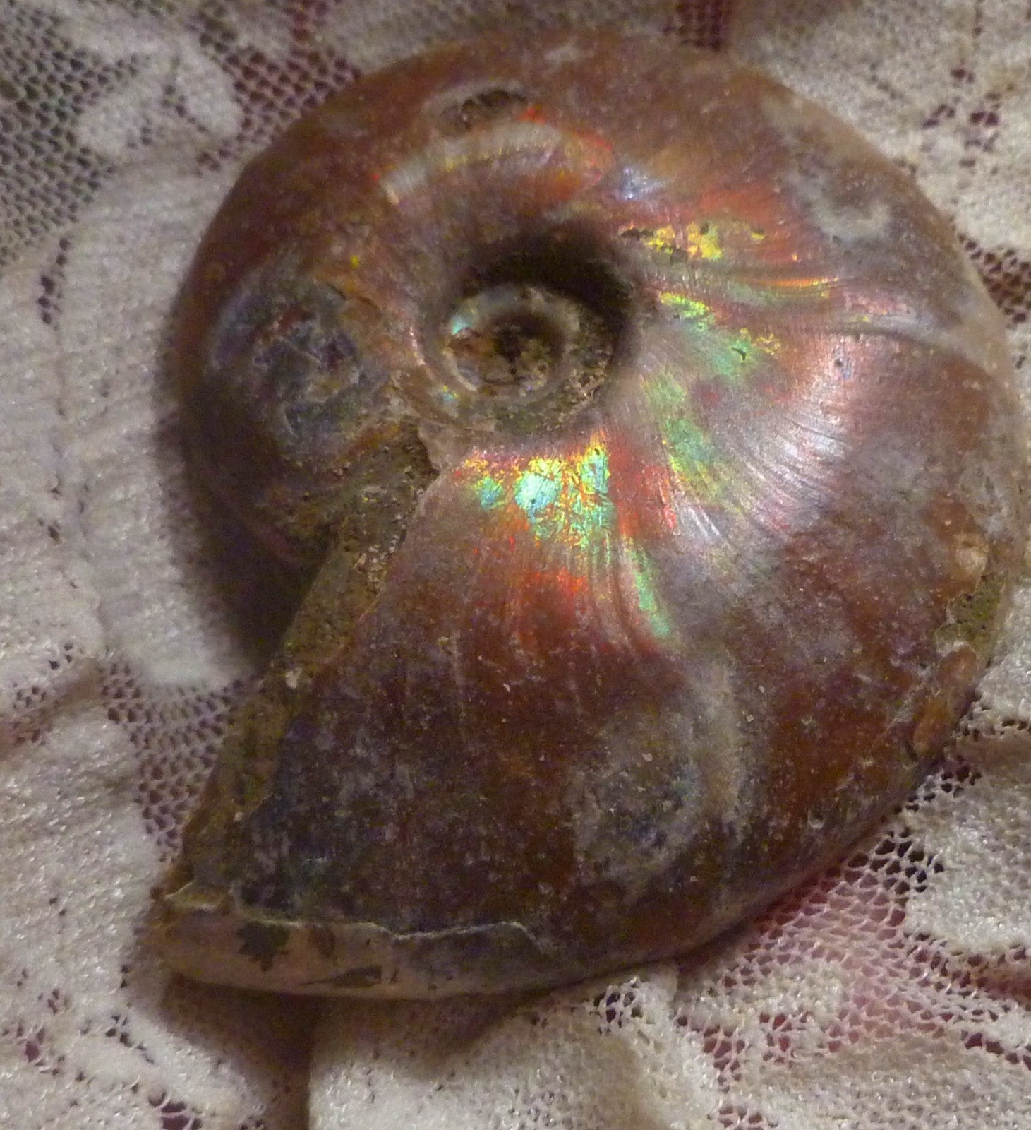 56mm Red, Green AMMONITE FOSSIL 100 million Years Madagascar 49 grams