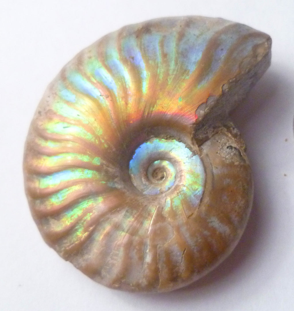 42mm Iridescent AMMONITE FOSSIL Opalized 100 million Years Madagascar