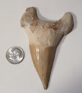 A+ Fossil Otodus Shark Tooth Megalodon Era 3.4” or  85mm