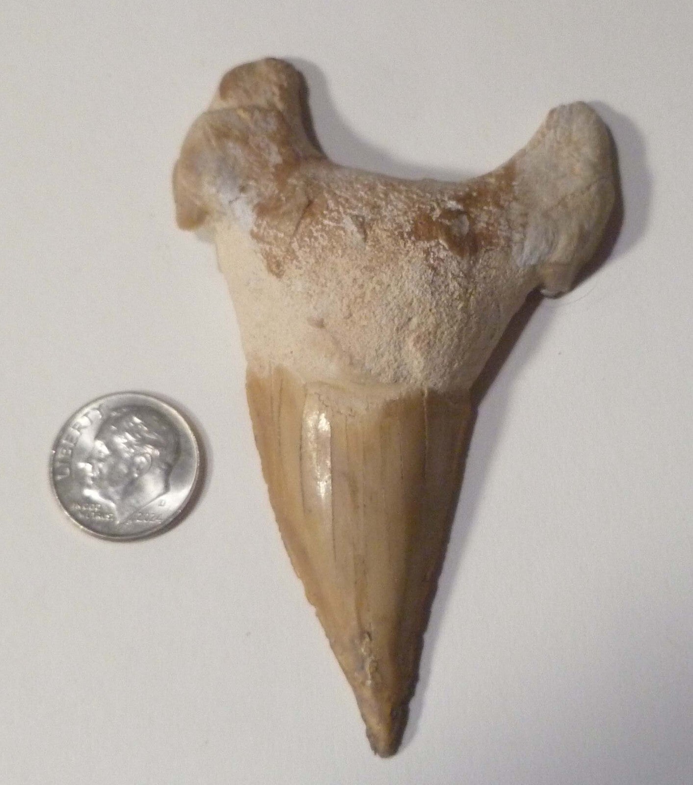 A+ Fossil Otodus Shark Tooth Megalodon Era 3.4” or  85mm