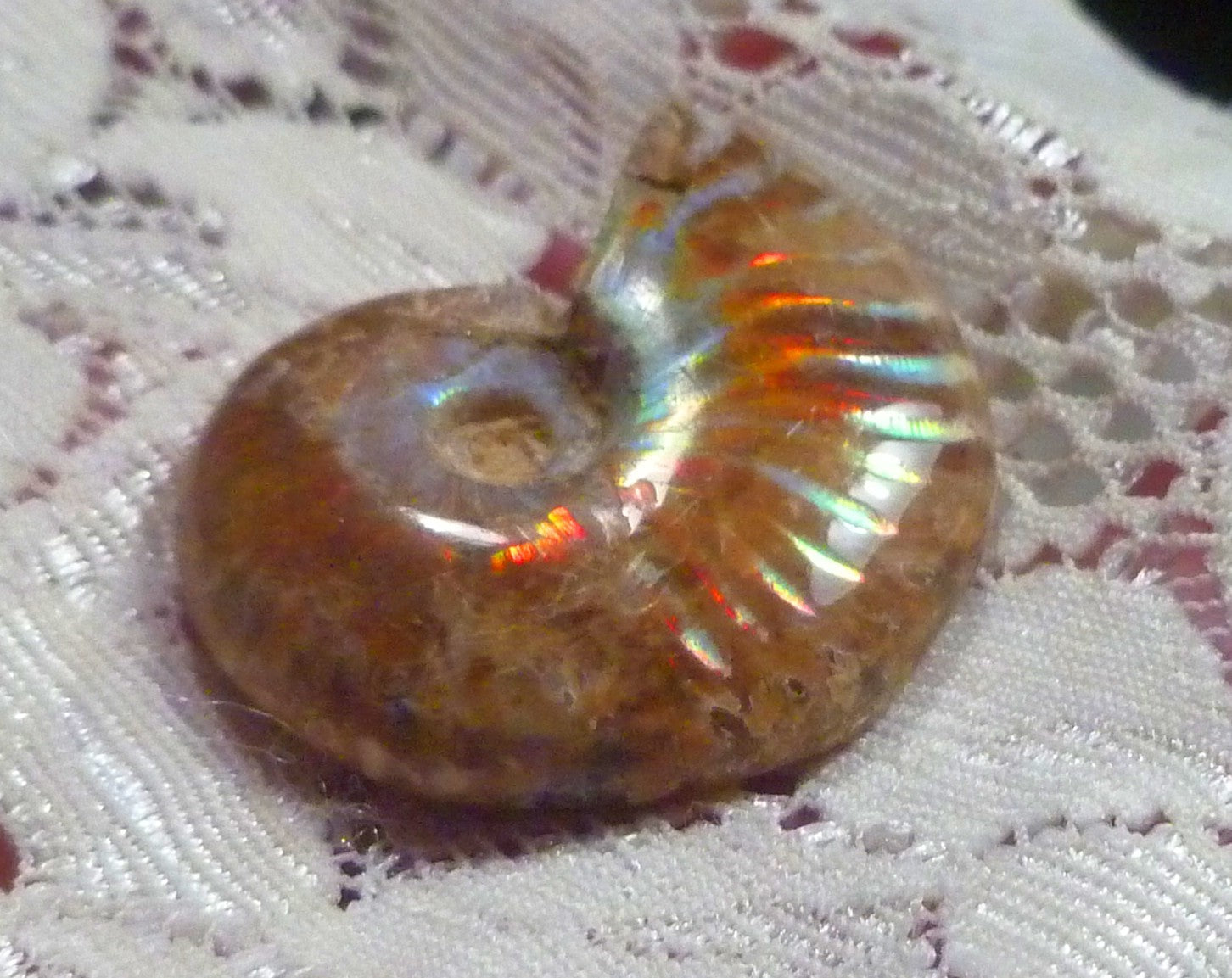 31mm Red Blue GEM QUALITY AMMONITE FOSSIL 100 million Years Madagascar 43cts