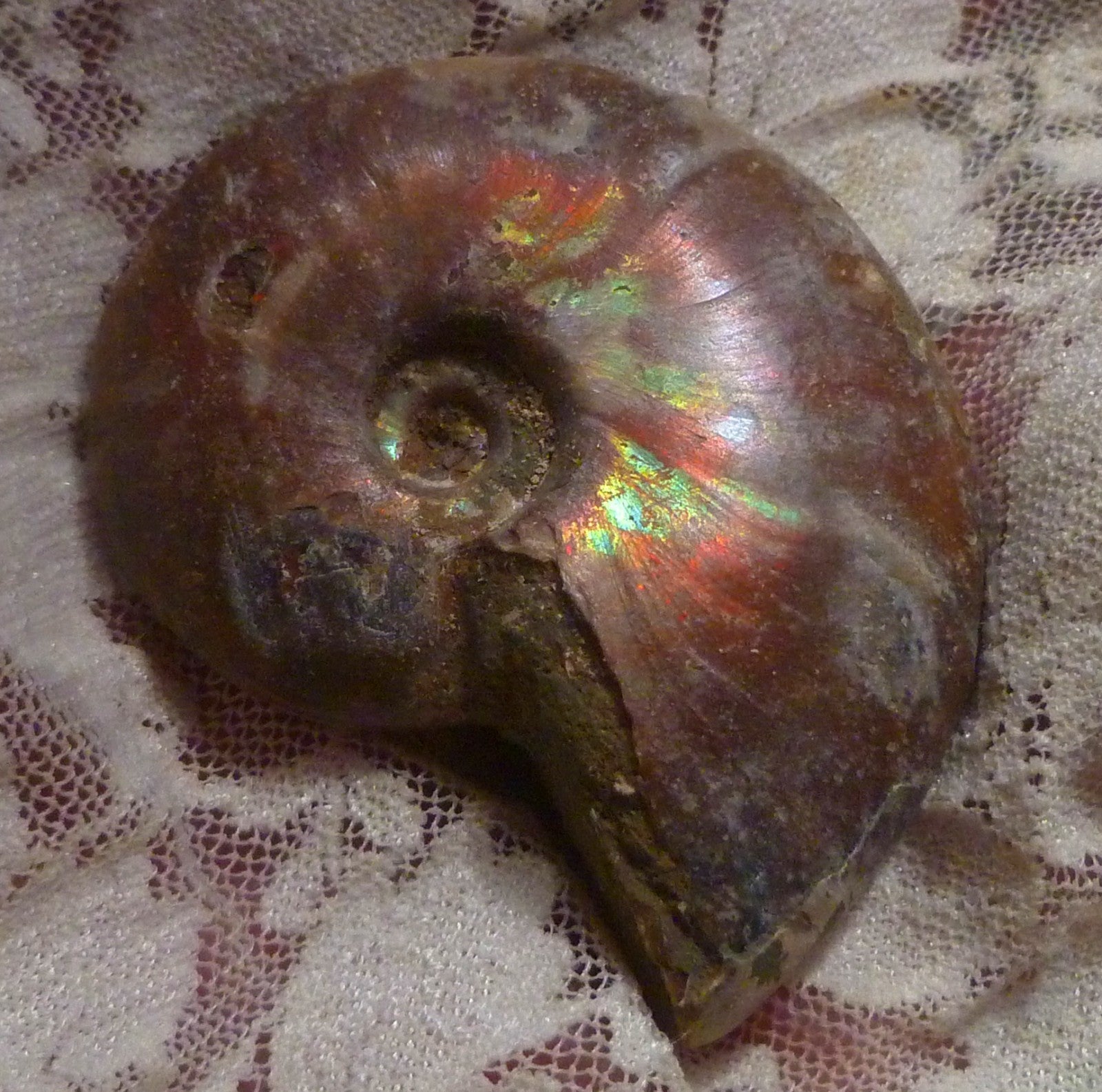 56mm Red, Green AMMONITE FOSSIL 100 million Years Madagascar 49 grams