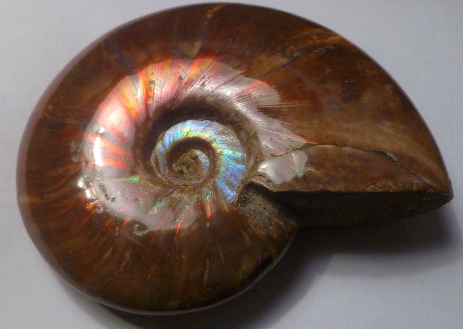 4.6" Red BLUE CENTER AMMONITE FOSSIL 100 MYO Madagascar OLD STOCK