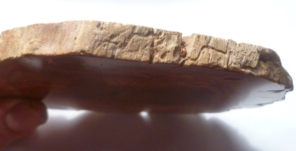 RED! Petrified Wood Polished Slab Great Colors 5.25" Complete Cross Section