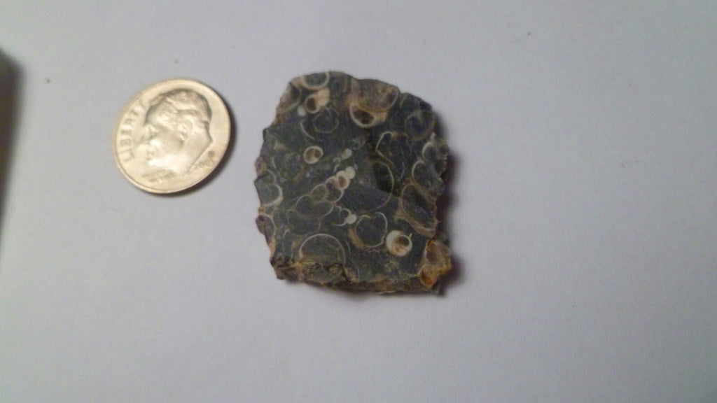 Ancient Sea Floor Slab Shell Fossils Agate 4 Cabochons Collection 100myo