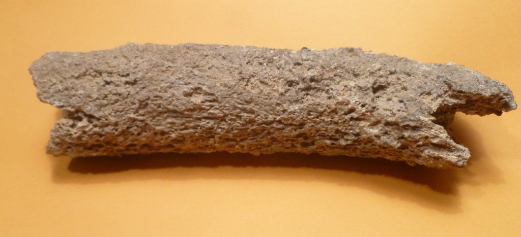 7.25" Fulgurite lightning fused sand ALABAMA Fossil Lightning Museum Piece