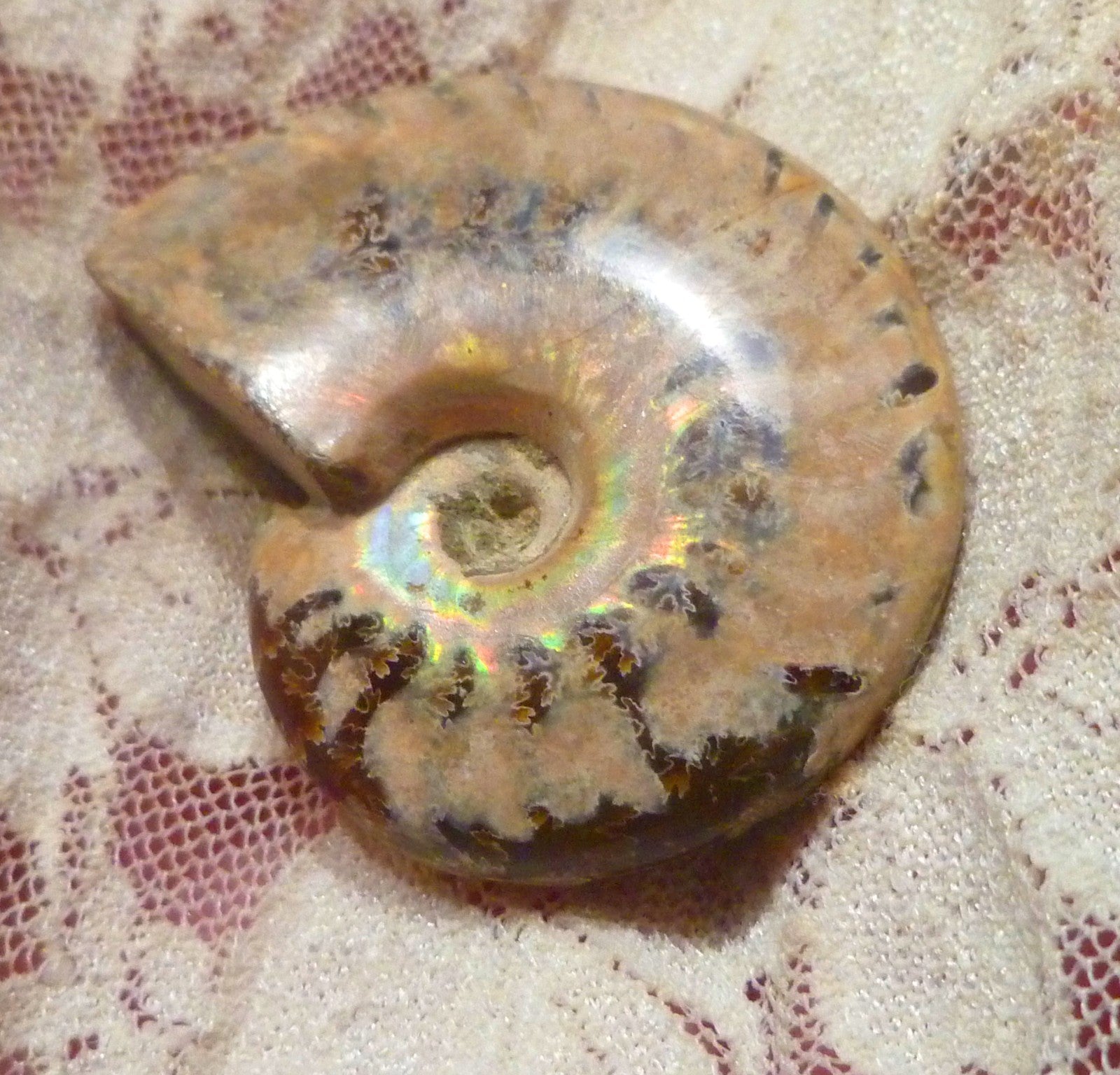 43mm Blue Center AMMONITE FOSSIL 100 million Years Madagascar 112cts