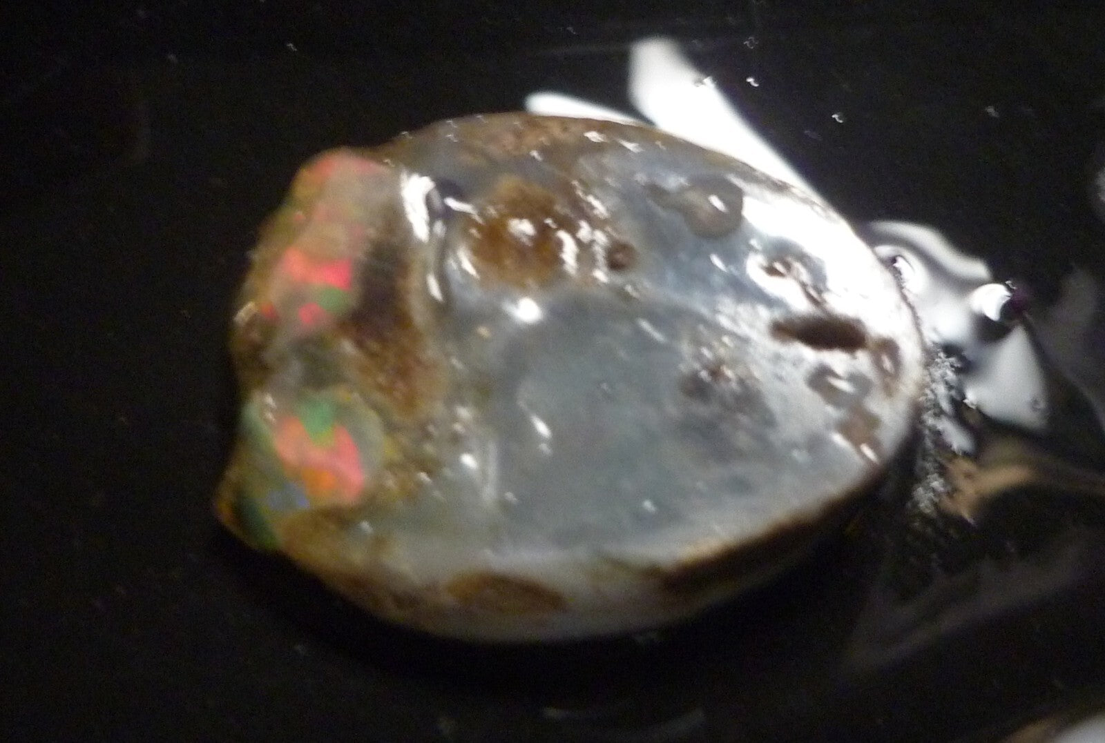 A+ Virgin Valley Precious Opal LOG SLICE Petrified Wood Nevada 20.7 carats!