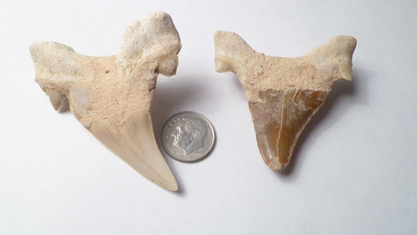 LOT of 2 Otodus Obliquus Shark Fossil Tooth Specimen Morocco 2.75"