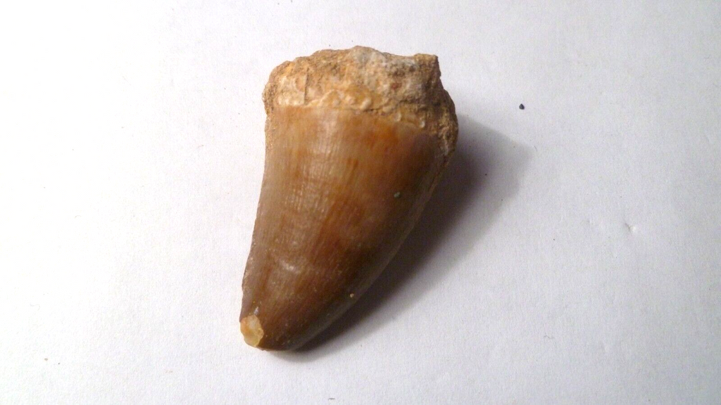 Fossil Mosasaur Tooth reptiles Cretaceous Morocco 42x25mm