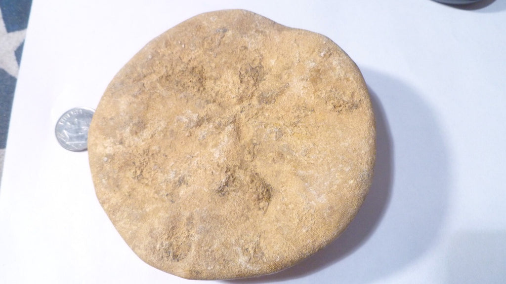 Fossil Sand Dollar Clypeasteroid Fossil Star Sand dollar 3 & 5/8"