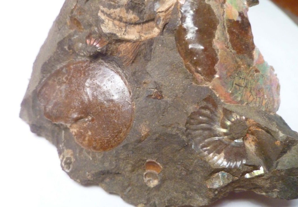 LOTS of fossils! Iridescent Ammonite Ammolite Fossil Discus South Dakota Matrix