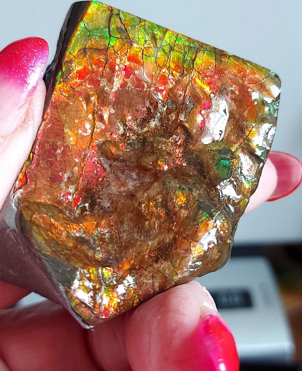 53x43x26 AMMOLITE  Mulit Color gemstone Canada Ammonite