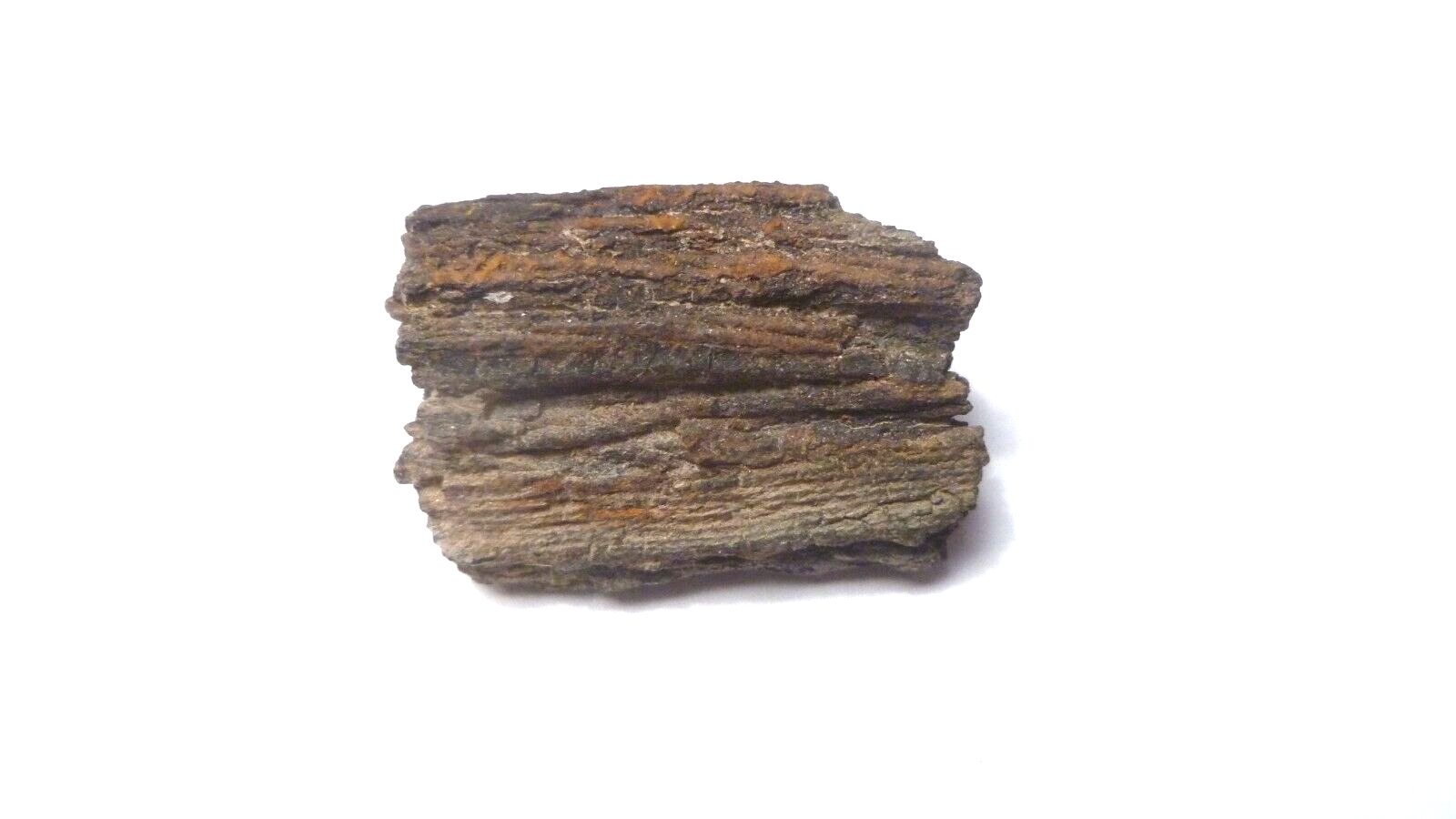 Nice Woodworthia Petrified Wood NE AZ 34x23mm
