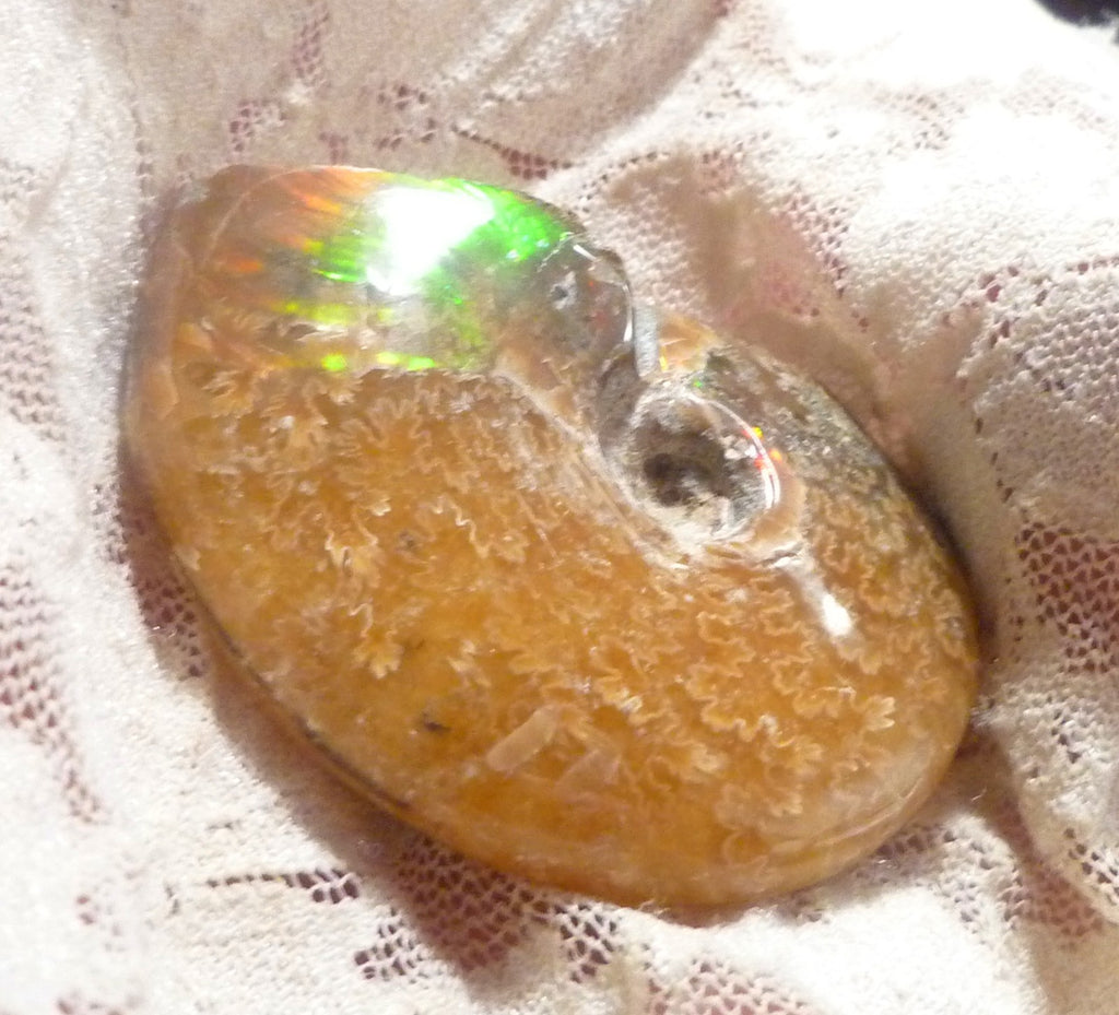 49mm Green Red Polished AMMONITE FOSSIL 100 million Years Madagascar 171cts