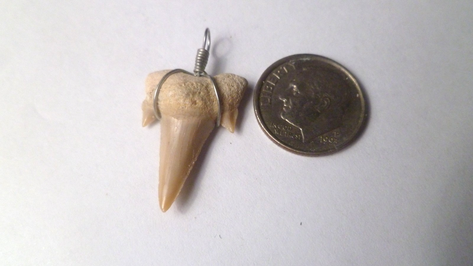 OTODUS TOOTH REAL A+ SHARK FOSSIL PENDANT MEGALODON EXTINCT ANCESTOR RELIC