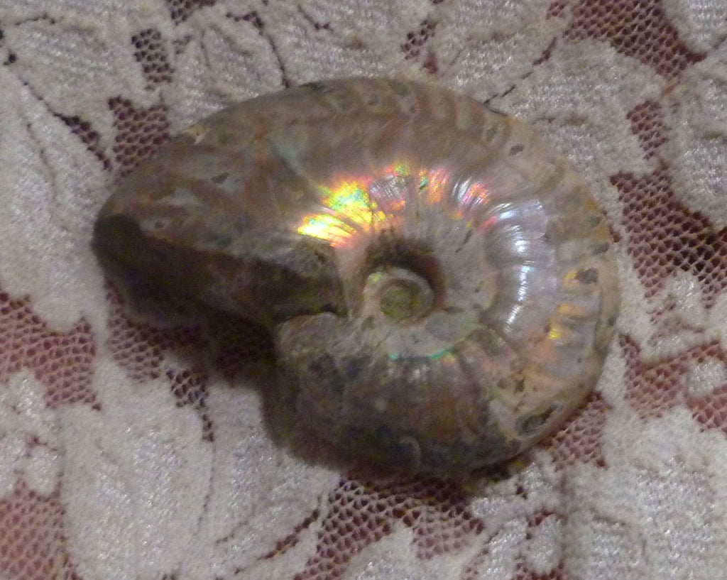 43mm Iridescent AMMONITE FOSSIL Opalized 100 million Years Madagascar