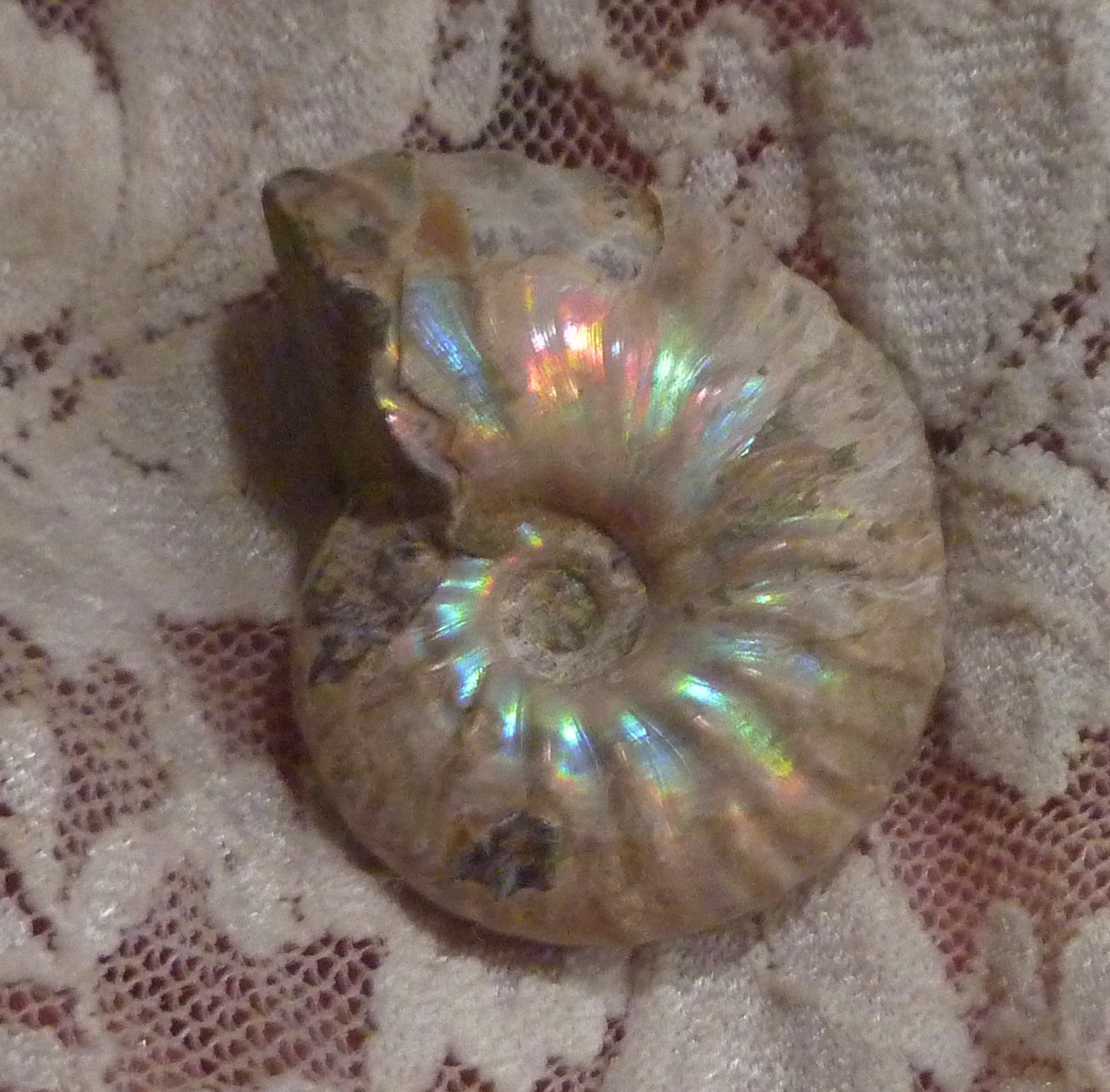 34mm Iridescent AMMONITE FOSSIL Opalized 100 million Years Madagascar