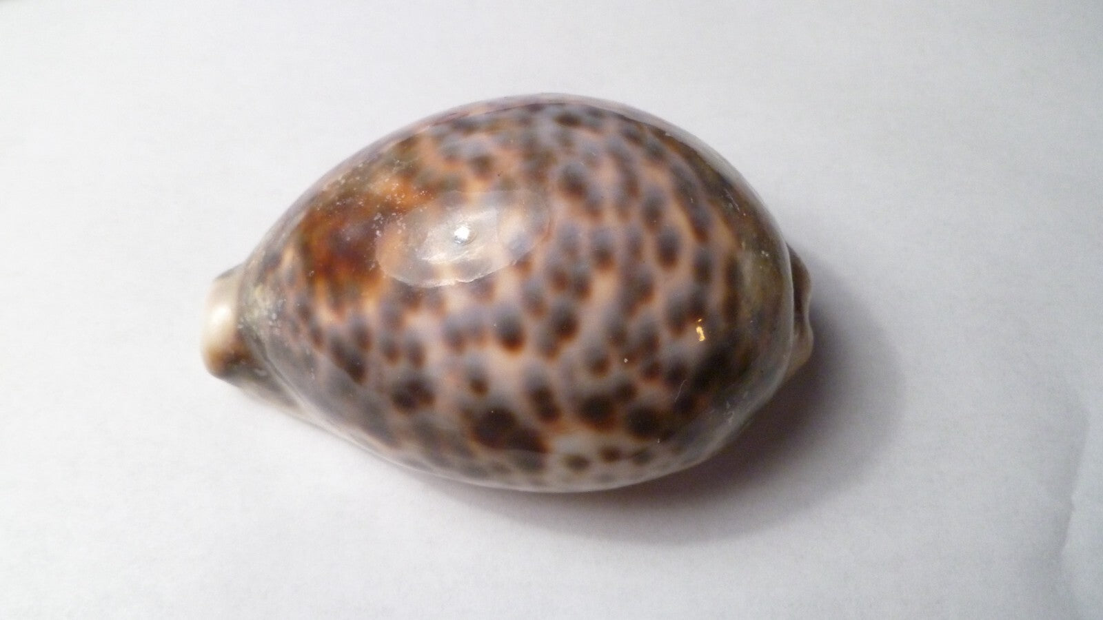 Vintage Beautiful Tiger Cowrie Cypraea Tigris Leopard Pattern Seashell  3.5”