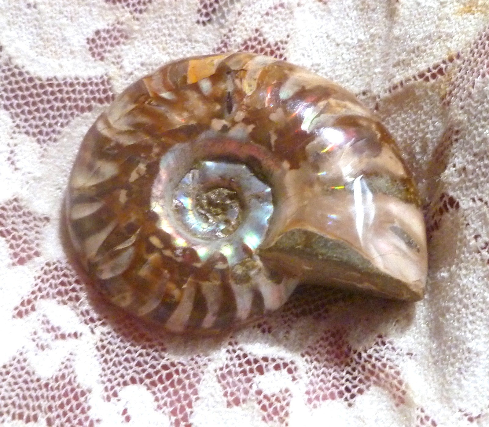 39mm Red Blue Center AMMONITE FOSSIL Opalized 100 million Years Madagascar