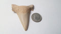 2.25" Otodus Obliquus Shark Fossil Tooth Specimen Oued Zem Morocco