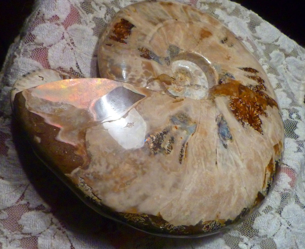6" Polished AMMONITE FOSSIL W/Smaller in the End 100 MYO Madagascar OLD STOCK