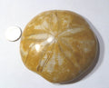 Excellent Clypeasteroid Fossil Perfect Star Sand dollar 3 & 1/8"