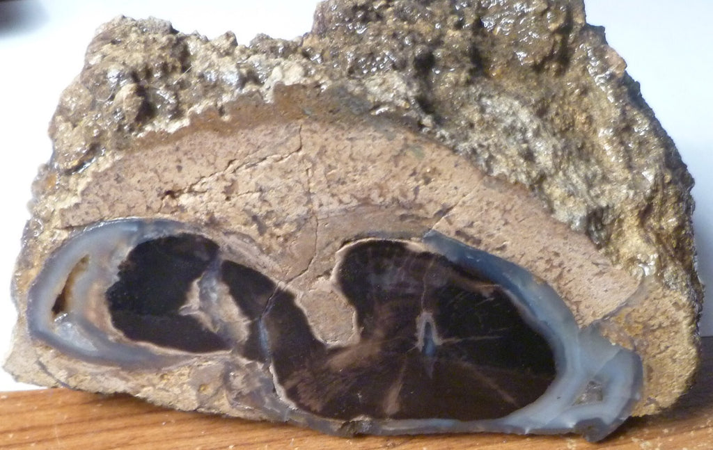 4 1/2" Blue Forest Black Petrified Wood Eocene Age Eden Valley Wyoming 540 grams