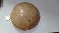 Excellent Sand dollar Clypeasteroid Fossil Perfect Polished Star 3 & 5/8"
