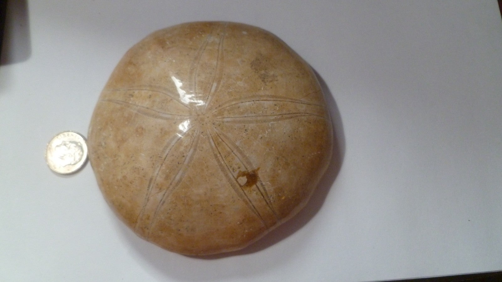 Excellent Sand dollar Clypeasteroid Fossil Perfect Polished Star 3 & 5/8"