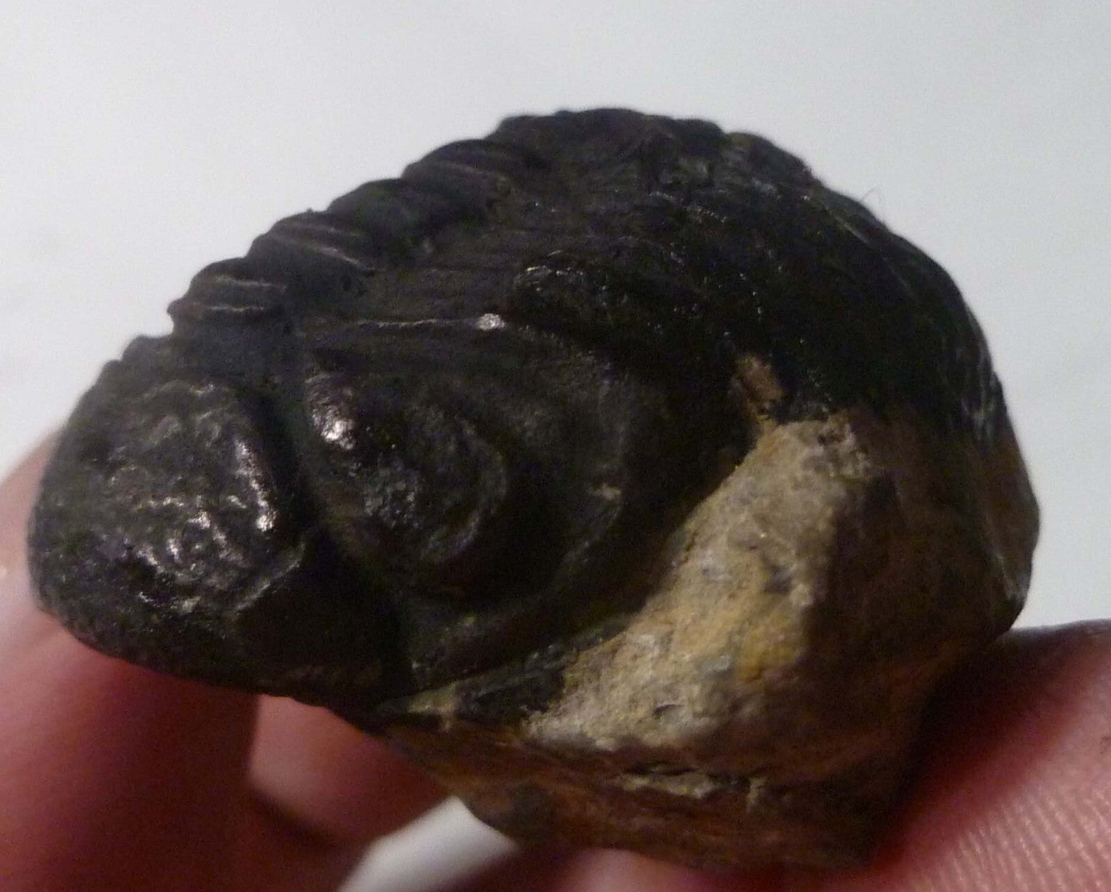 45mm Quality Phacops Trilobite Fossil From The Devonian of Morocco