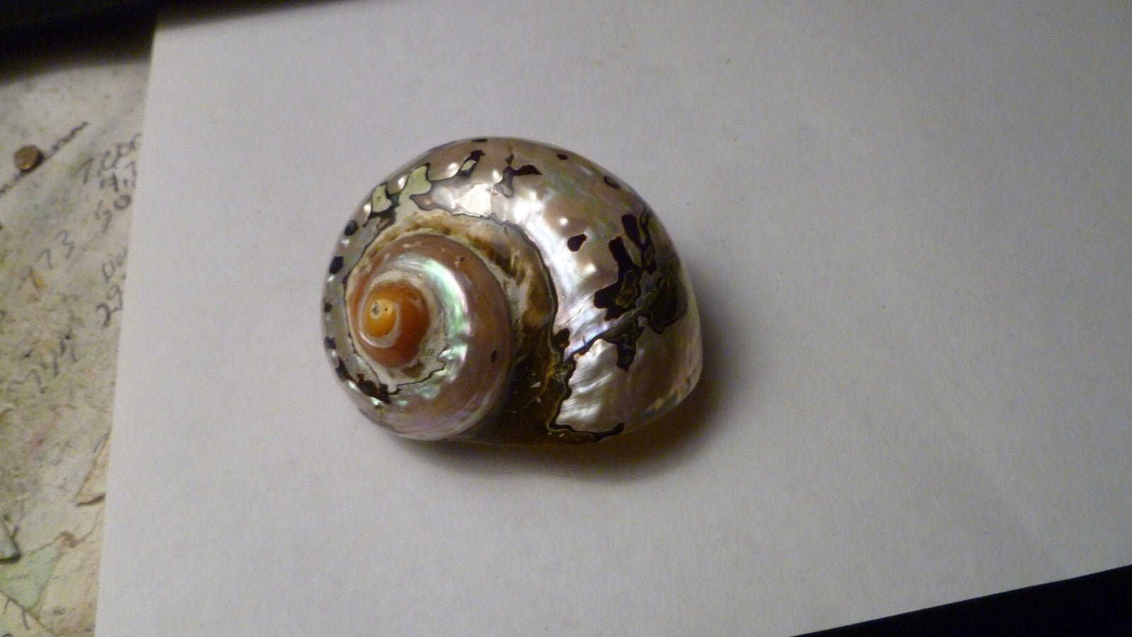 SOUTH AFRICA SARMATICUS TURBO SEA SHELL HERMIT CRAB  2 1/8" Beach decor