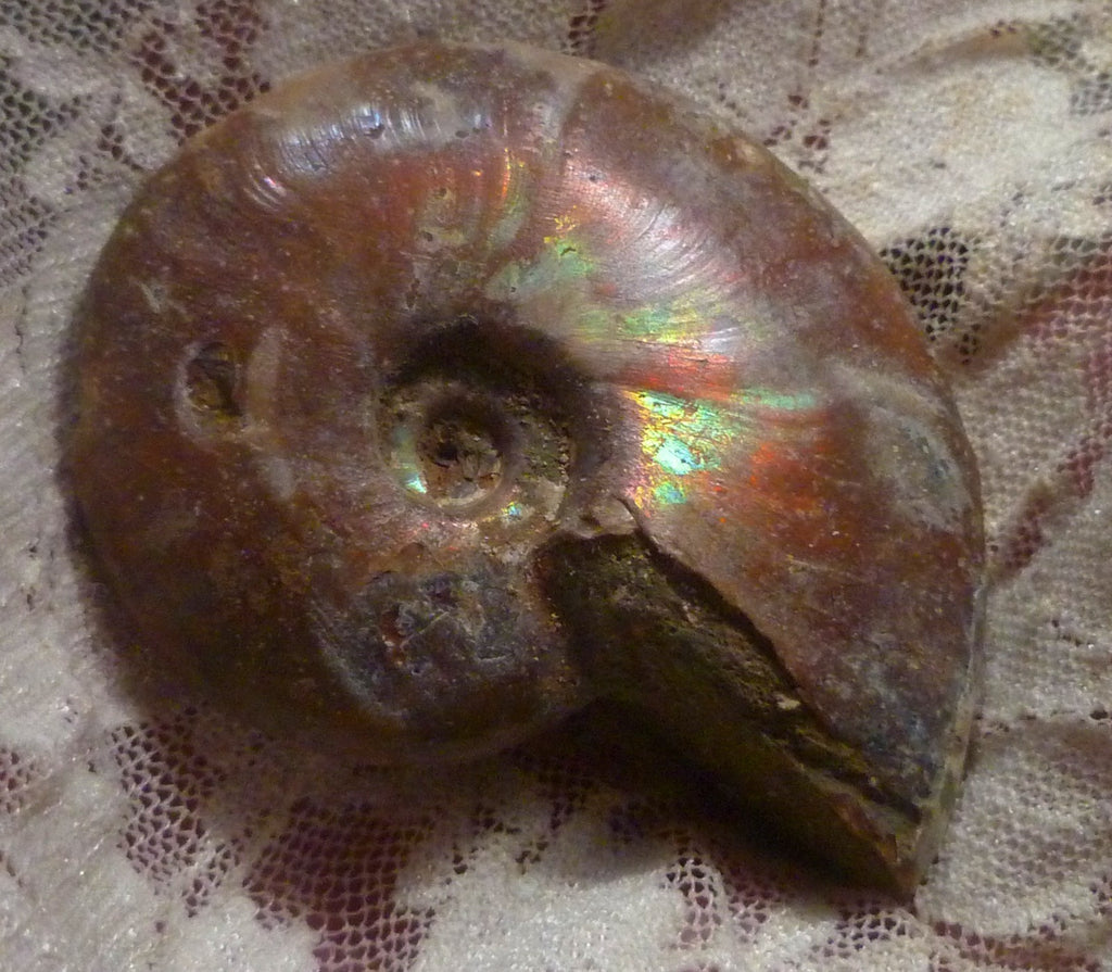 56mm Red, Green AMMONITE FOSSIL 100 million Years Madagascar 49 grams