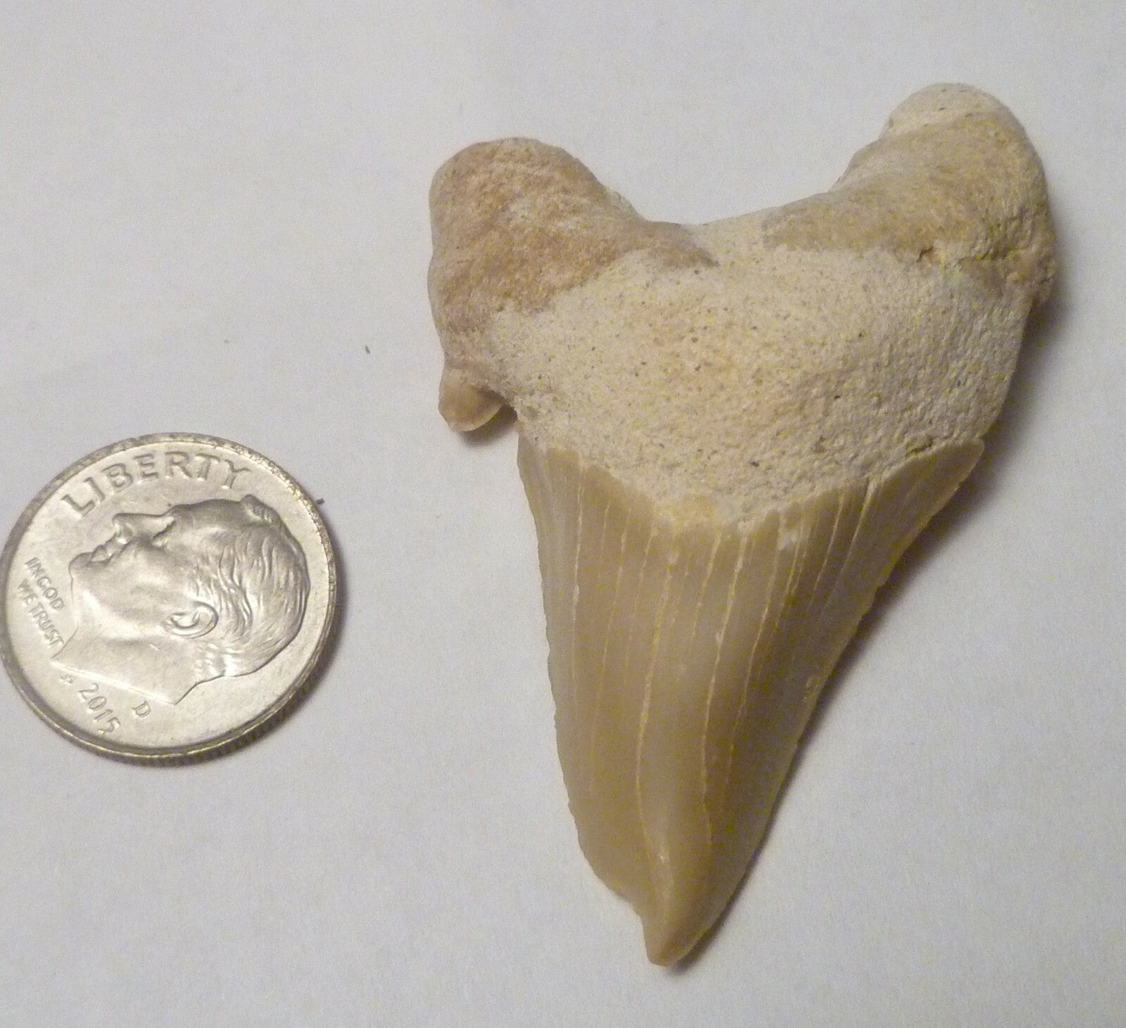 Pathological Deformed Natural Otodus Fossil SHARK TOOTH Teeth! RARE