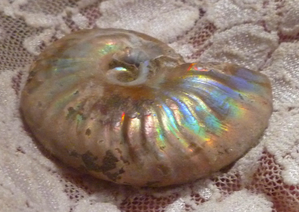 42mm Iridescent AMMONITE FOSSIL Opalized 100 million Years Madagascar