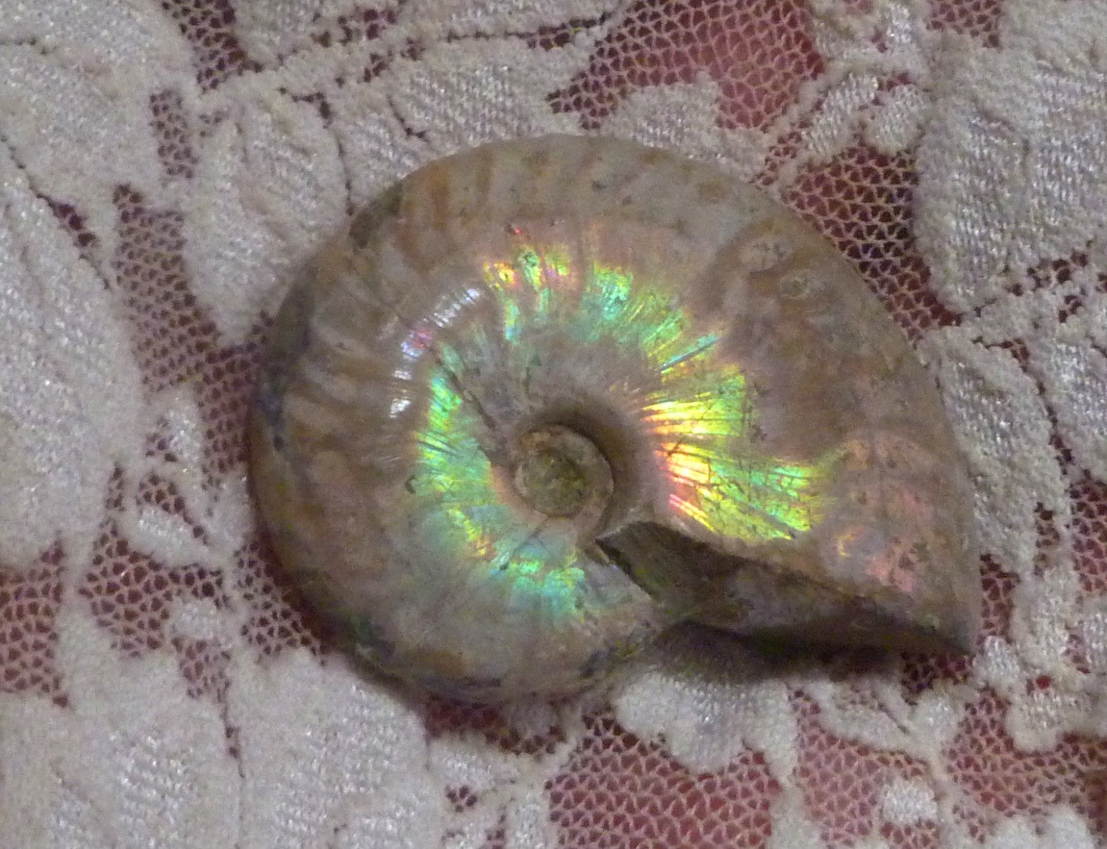 43mm Iridescent AMMONITE FOSSIL Opalized 100 million Years Madagascar