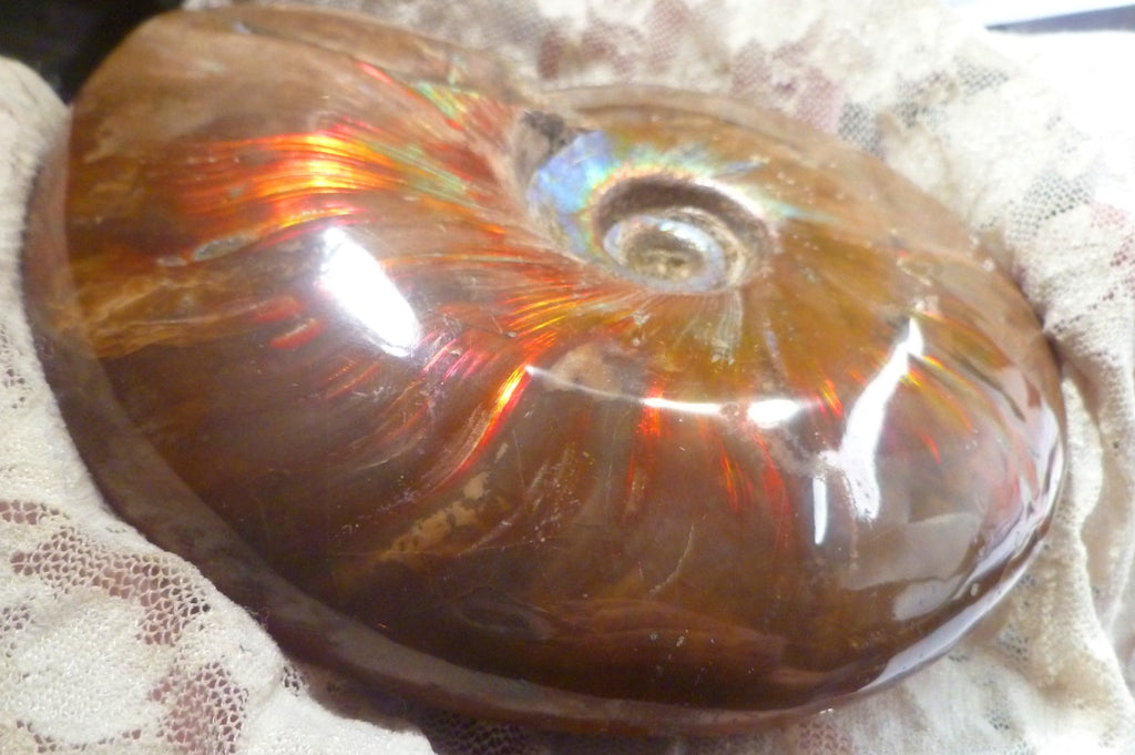 4.6" Red BLUE CENTER AMMONITE FOSSIL 100 MYO Madagascar OLD STOCK