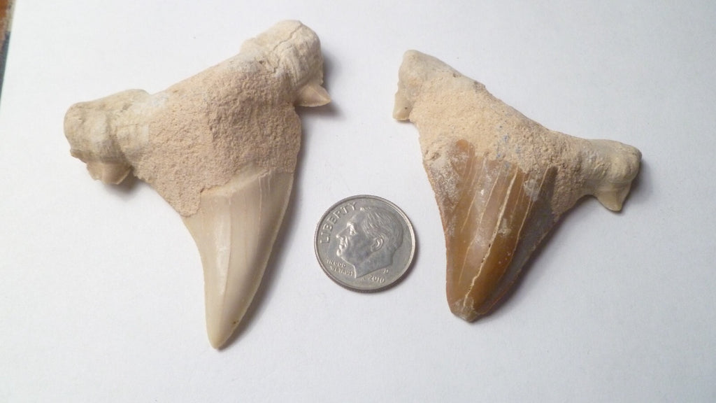 LOT of 2 Otodus Obliquus Shark Fossil Tooth Specimen Morocco 2.75"