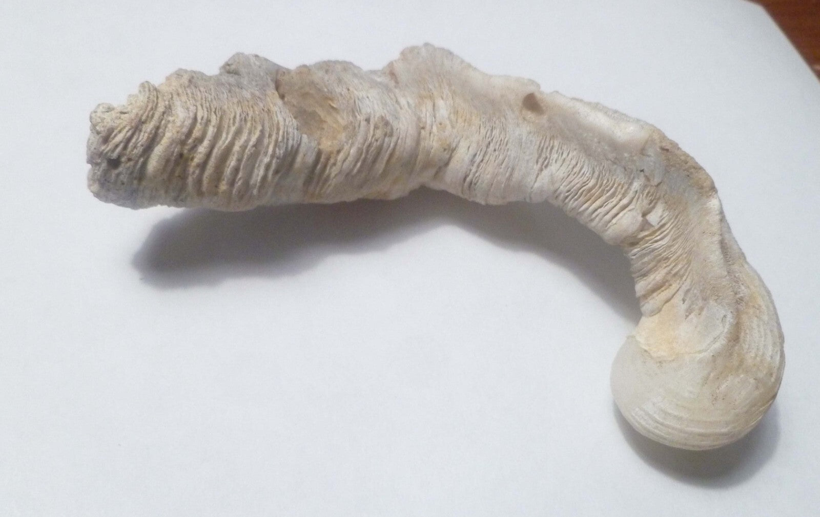5.5" SEASHELL MOLUSKS SNAIL FOSSIL, CORALLIOPHILIDAE INDONESIA Amazing Specimen!