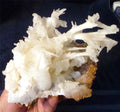 INSPIRING! 6.75" Snow White Aragonite CAVE Crystals Bloom 962 grams!