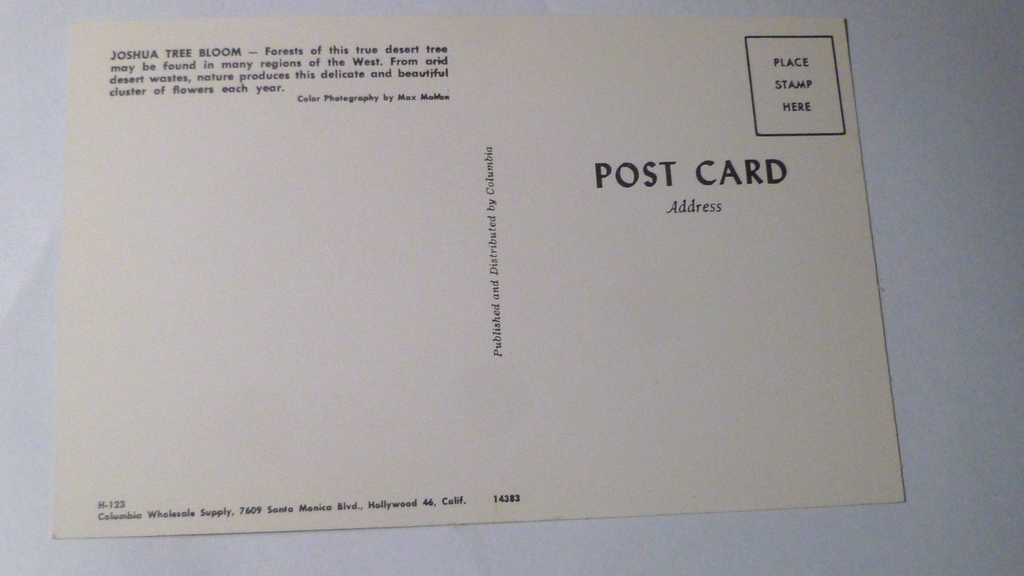 Postcard Joshua Tree Blossums California USA 1961