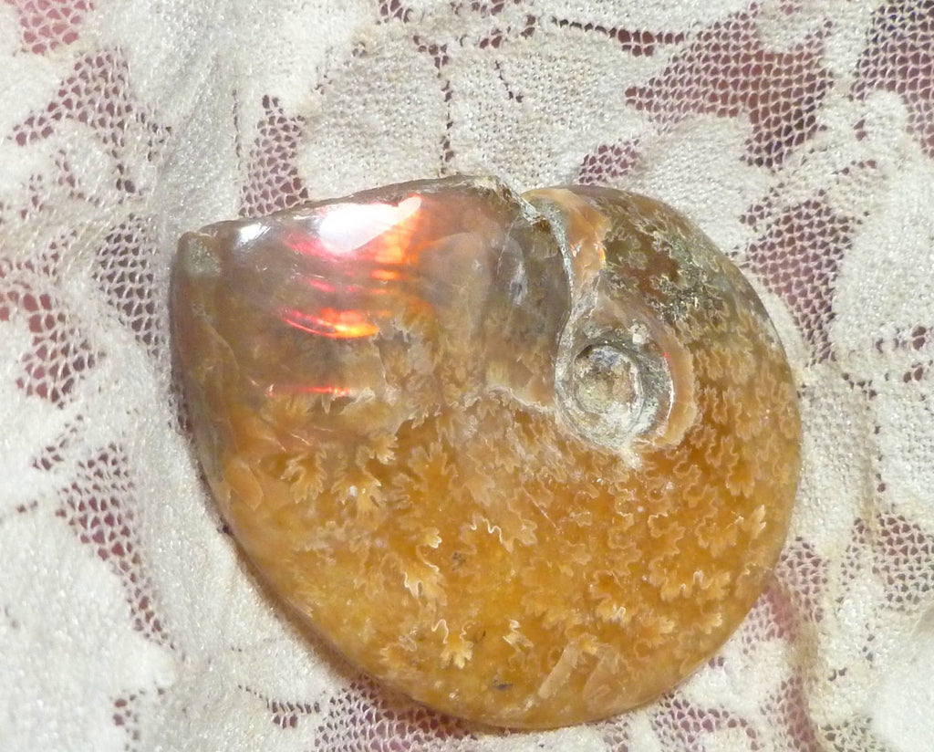49mm Green Red Polished AMMONITE FOSSIL 100 million Years Madagascar 171cts