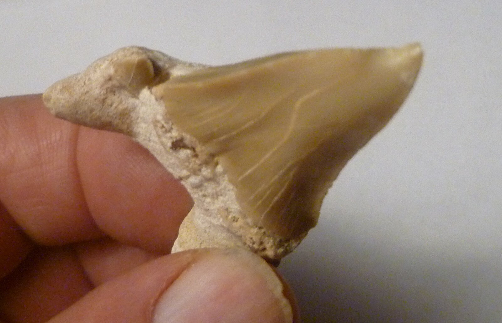 Pathological Deformed Natural Otodus Fossil SHARK TOOTH Teeth! RARE