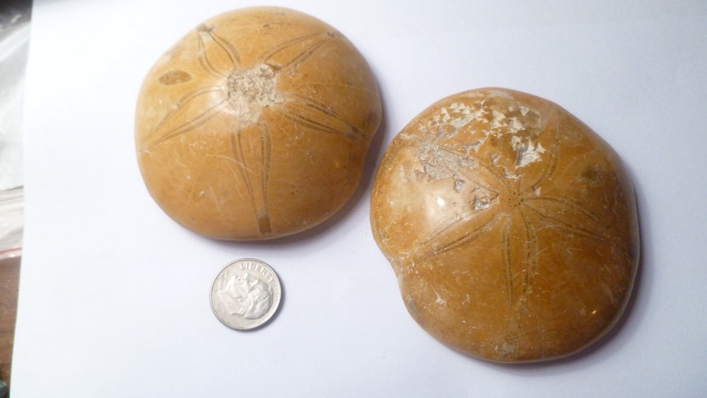LOT OF 2 Clypeasteroid Fossil Star Sand dollar 2 & 5/8"