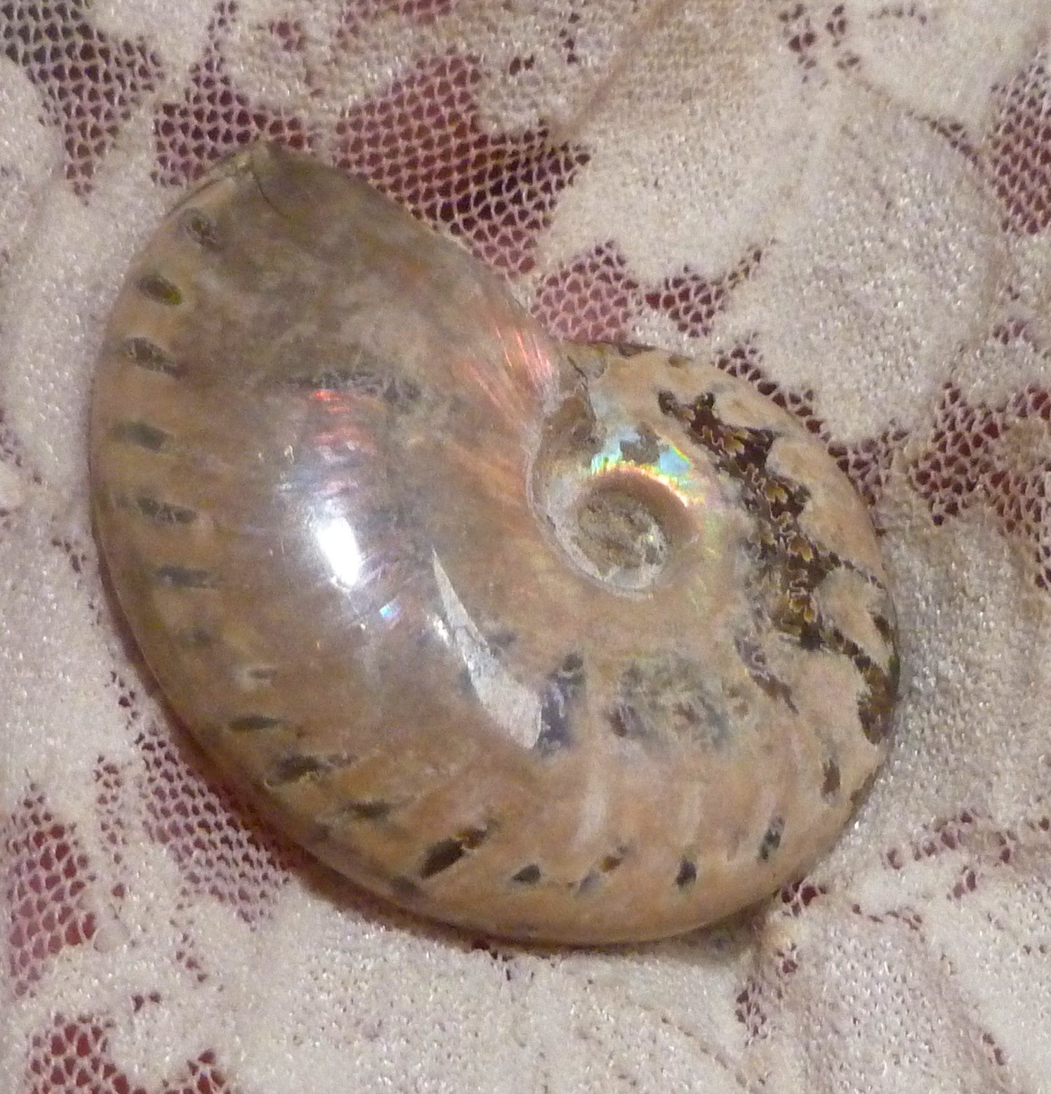 43mm Blue Center AMMONITE FOSSIL 100 million Years Madagascar 112cts